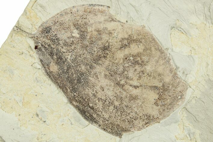 Miocene Fossil Leaf - Augsburg, Germany #254143